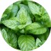 Peppermint Dry Tea: Vital Herb